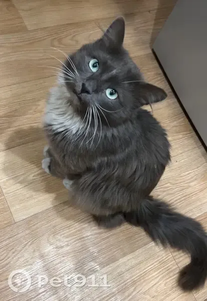 Пропала кошка, Окружная улица, 21, городской округ Пенза - крупное телосложение, длинный хвост - photo