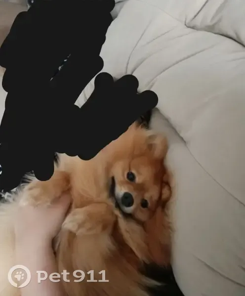 Пропал шпиц, Рябиновая улица, 28, Советский - откликается на имя Тоби - photo