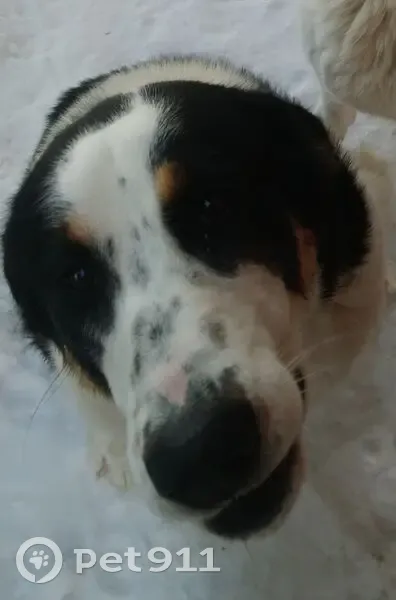 Пропала собака, Бакряж, Кочкильда - молодая метис алабая - photo