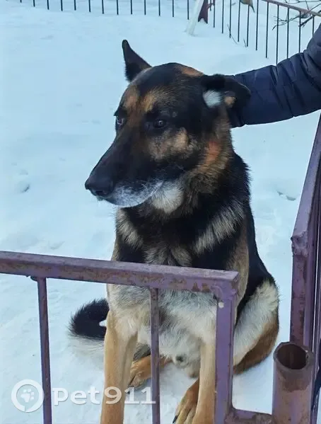 Пропал собака, улица Космонавтов, Петровск - немецкая овчарка - photo