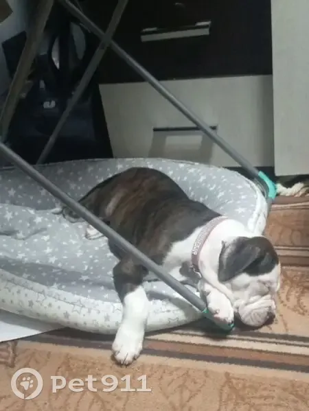 Пропала собака, Новороссийская улица, 132, Челябинск - белая с тигровыми полосками - photo