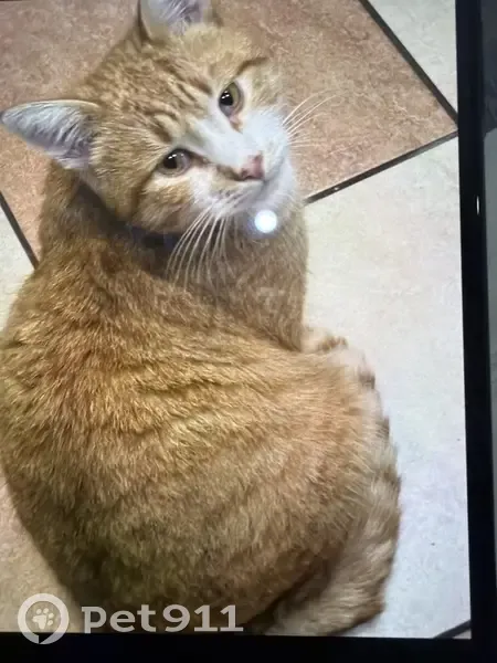 Пропал кот, Пролетарская улица, 40-48А, Рославль - рыжий с красным ошейником - photo