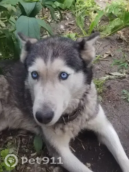 Пропала собака, женский пол, улица Осипенко, 38А, Грязи - photo