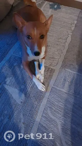 Пропала собака, Чермянский проезд, Москва - рыжая с белым воротником - photo