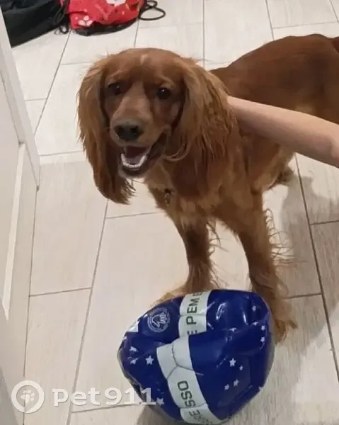 Пропал собака, мужской, улица Луначарского, 32, городской округ Пенза - откликается на кличку Джонни - photo