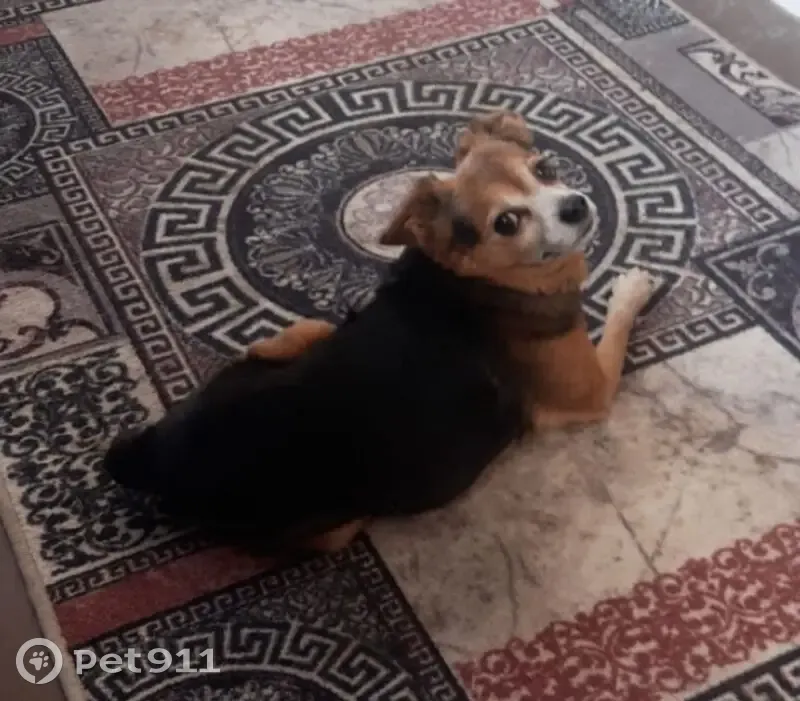 Пропала собака, Серебряная улица, 84А, Супсех - чёрный с подвалами морда - photo