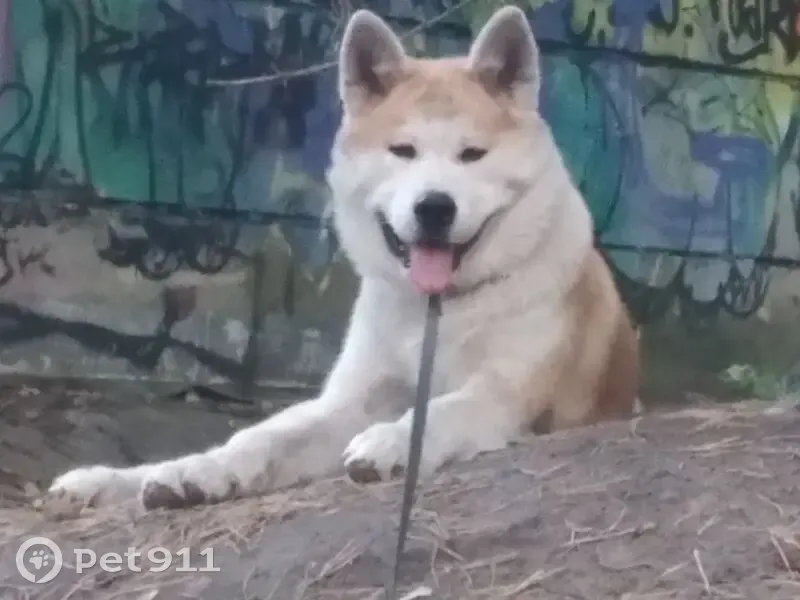 Пропал собака, бульвар Победы, 49, Воронеж - рыжий акита ину с оранжевым ошейником - photo