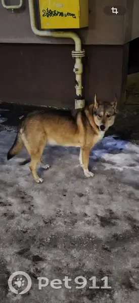 Пропала собака, Ясенское - крупная рыжевато-коричневая, воет и скулит - photo