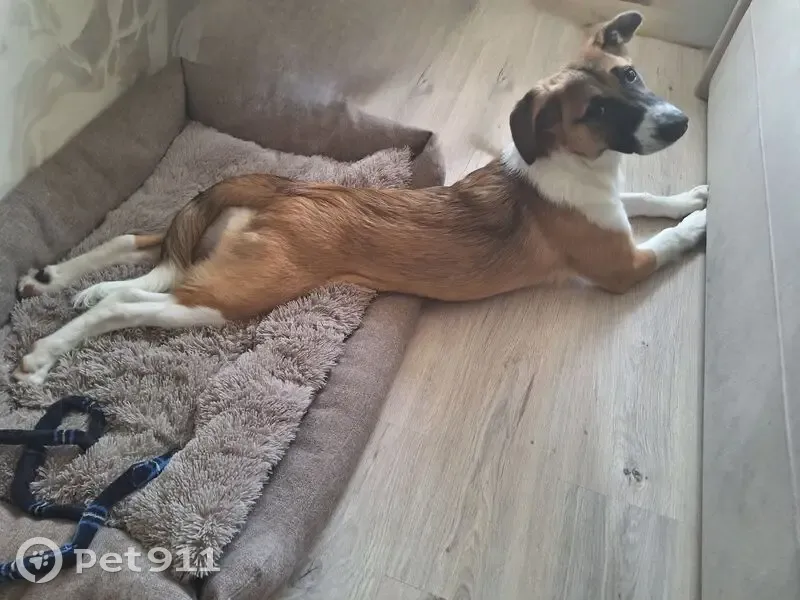 Пропала собака, Юбилейная улица, 36, Самара - рыжая с белой шеей - photo