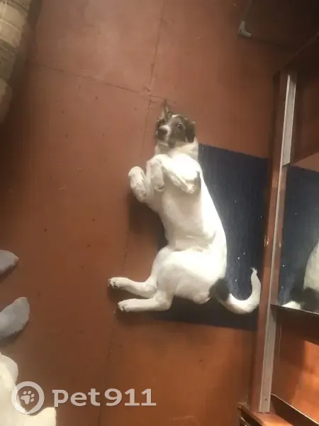 Пропал собака, 2-й Фабричный проезд, 4А, Пушкино - белый с черными пятнами - photo