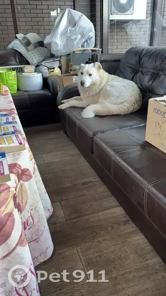 Пропала собака, женский пол, Турово, Московская область - пропала вместе с другой собакой - photo