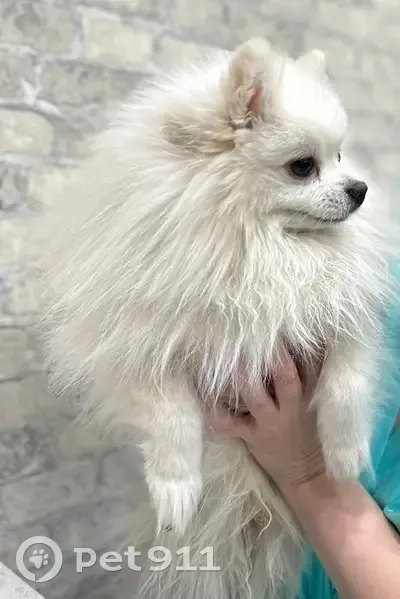 Пропал собака, улица Остужева, 24, Воронеж - померанский шпиц, белый окрас - photo