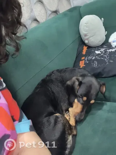 Найден собака, Ленинский проспект, Калининград - взрослый и контактный - photo