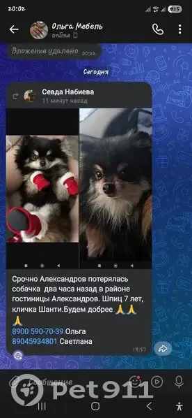Пропала собака, женский пол, улица Ануфриева, 1, Александров - маленький шпиц, черного цвета - photo