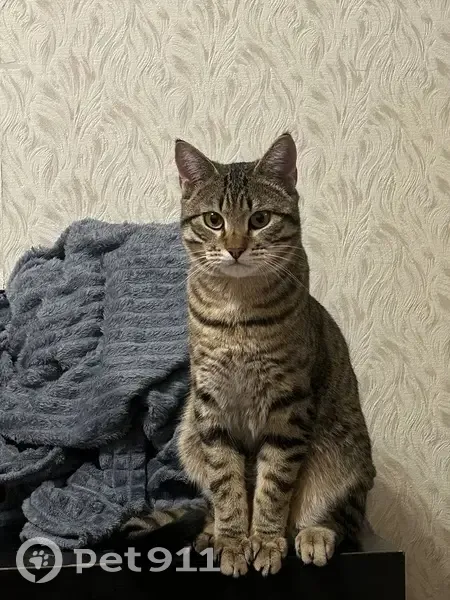 Пропал кот, улица Исаковского, 14 к1, Москва - выпал вместе с сеткой из окна - photo