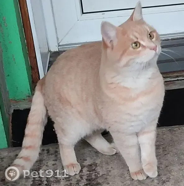 Пропал кот, Рябиновая улица, 16, Аксай - крупный, сбежал через открытый балкон - photo