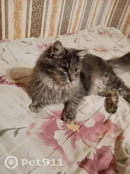 Пропал кот, улица Ленина, 35, Озёры - серого цвета, после кастрации - photo