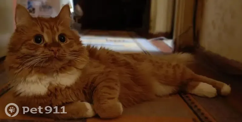 Пропал кот, улица Силкина, 3, Саров - рыжий с белым пятном на груди - photo