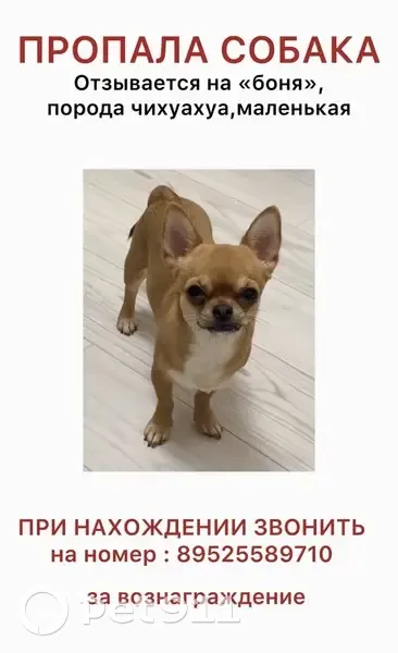 Пропала собака, девочка, Дорожная улица, 48, Отрадное - photo