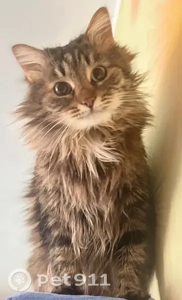 Пропала кошка, Глаголево, Московская область - в красном ошейнике с адресником - photo