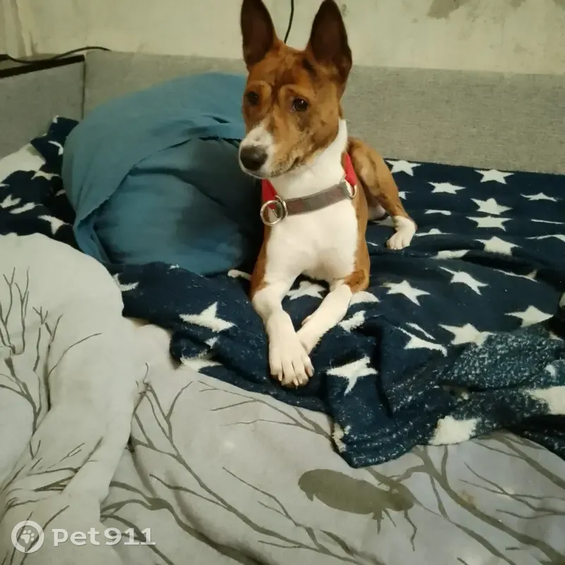 Пропал собака, Альпийский переулок, Санкт-Петербург - бассенджи по кличке Грей - photo