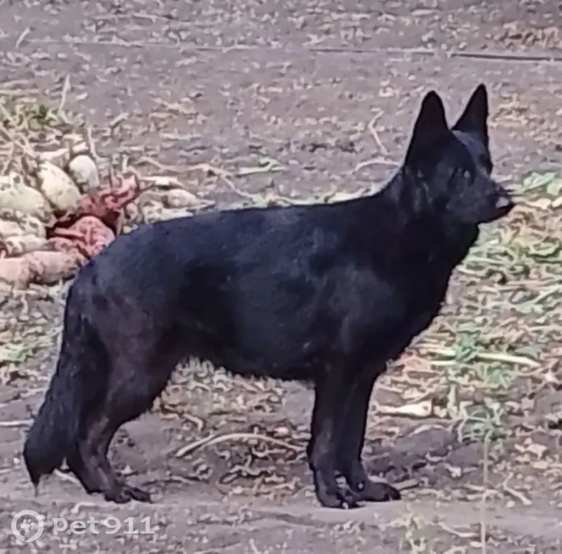 Пропала собака, Семёно-Александровское - чёрная немецкая овчарка - photo