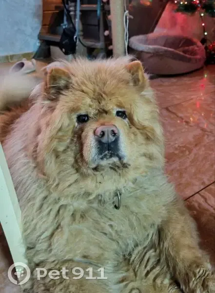 Пропала собака, Коммунальная улица, 56, Ульяновка - порода чау чау - photo