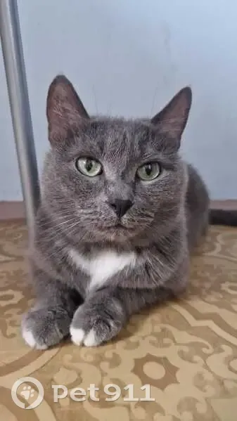 Пропал кот, улица 60 лет СССР, 15, Сухой Лог - зелёные глазки, зовут Феликс - photo