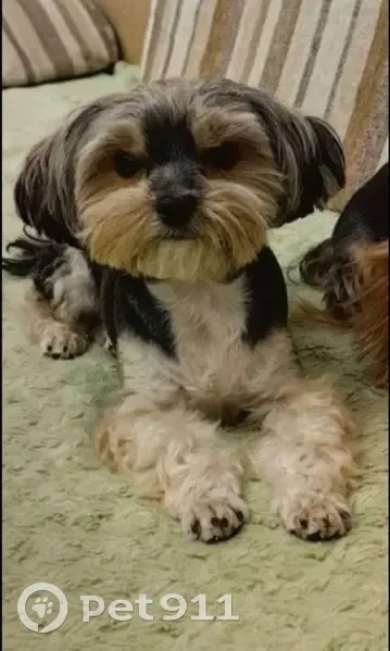 Пропал собака, улица Ивана Морозова, 5, Волгоград - черного цвета с белыми лапками - photo