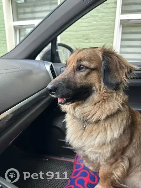 Пропала собака, 3-я Южная улица, Малиновка - коричневый окрас с чёрной окантовкой - photo