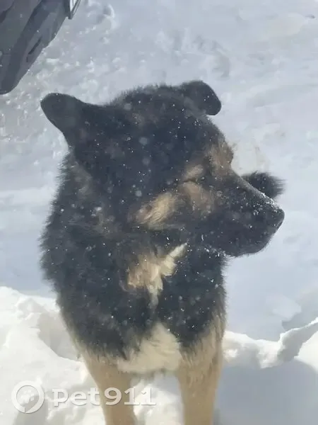 Пропал собака, улица Ленина, 32, Барда - порвался ошейник - photo