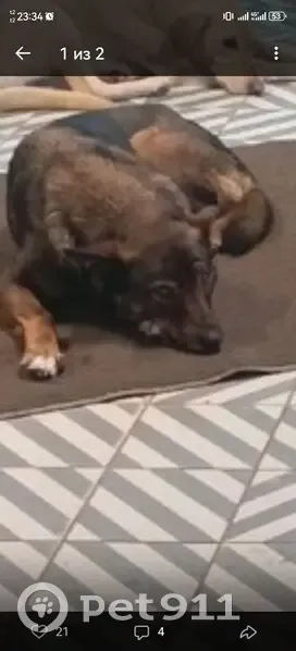 Пропала собака Рекс, Томск, Томская область - photo