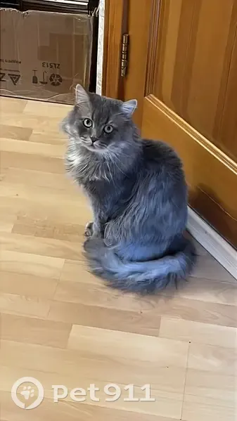 Пропал кот, Рябиновая улица, 5, Барнаул - крупный серый, 6-7 лет - photo