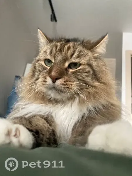 Пропал кот, улица Восстания, 45, Санкт-Петербург - пушистый и крупный - photo