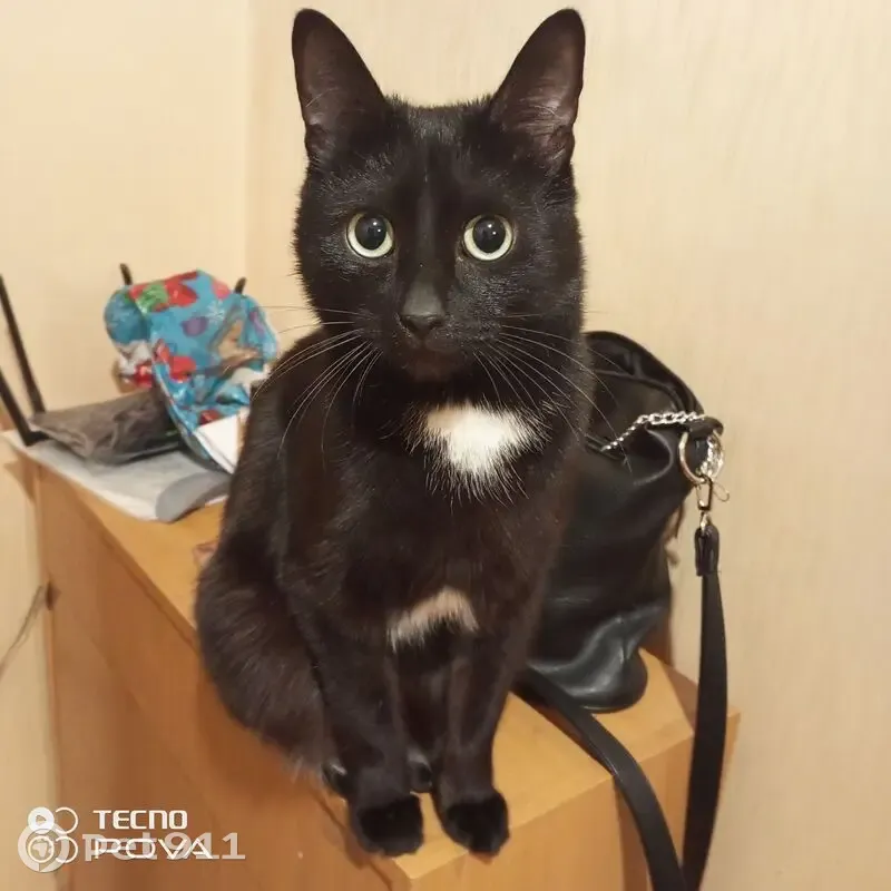 Пропала кошка, Тополинная улица, 23, городской округ Тольятти - photo