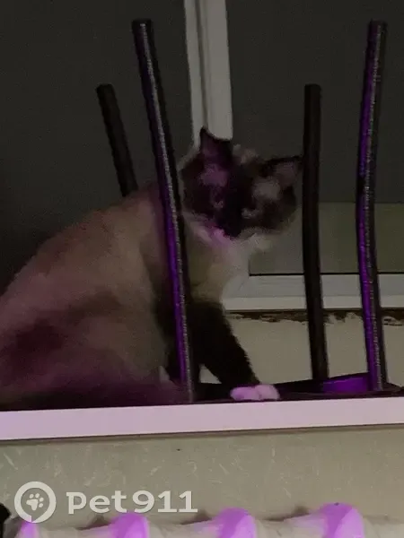 Пропал кот, 2-й Щёлковский проезд, Мытищи - добрый и ласковый - photo