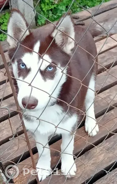 Пропал собака, Стригинская улица, 69, Нижний Новгород - коричнево-белый окрас - photo