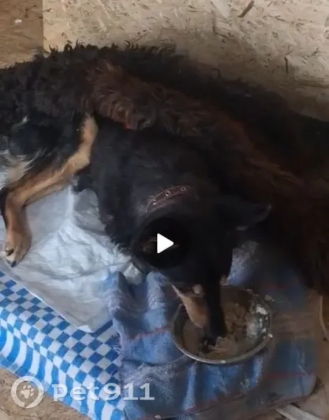 Найден собака, мужской, Колхозная улица, городской округ Пенза - овчаристого типа, плохо ходит - photo