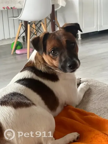 Пропала собака, Набережная улица, 148/1, Новая Усмань - девочка по кличке Дэнди - photo