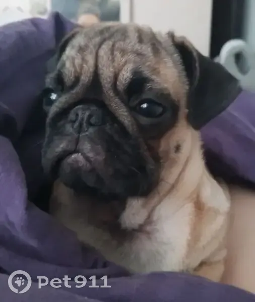 Пропала собака, женский пол, Большие Чапурники, Волгоградская область - на территории старой птицефабрики - photo