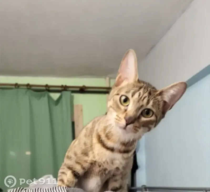 Пропала кошка, Антоновская улица, 12, Санкт-Петербург - трёхцветная полосатая - photo