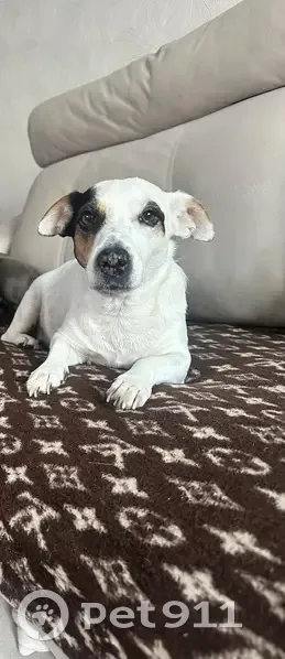 Пропала собака, Реутовская улица, 21, Балашиха - заметное пятно на одном глазу - photo