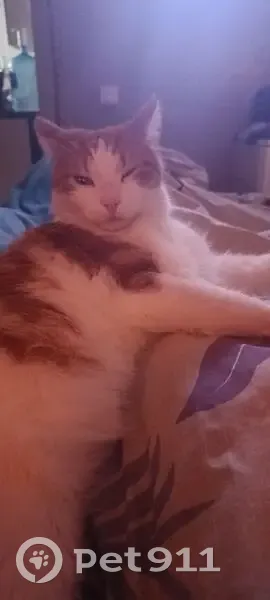 Пропал кот, улица Лавра Корнилова, 16, Краснодар - рыжий малыш - photo