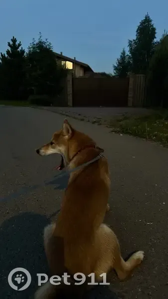 Пропала собака, 3, Дальние Прудищи, Дальние Прудищи - девочка с красным ошейником - photo