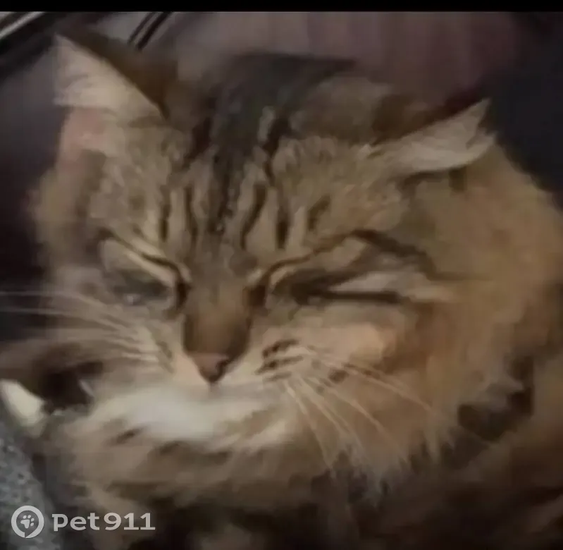 Пропала кошка, Школьная улица, Зелёный - пушистый и ласковый - photo