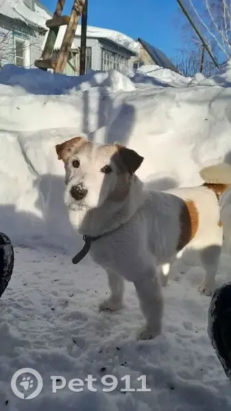 Пропал собака, мужской, Поддубный переулок, 3, Тула - похож на джек рассела - photo