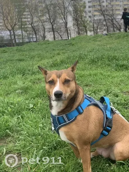 Пропала собака, улица Героя Аверкиева, 34, Краснодар - рыжая с белыми пятнами - photo