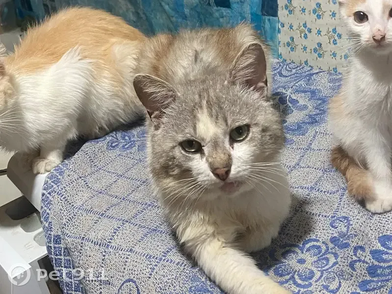 Пропал кот, улица 169-й Стрелковой Дивизии, Навля - серый с белым - photo
