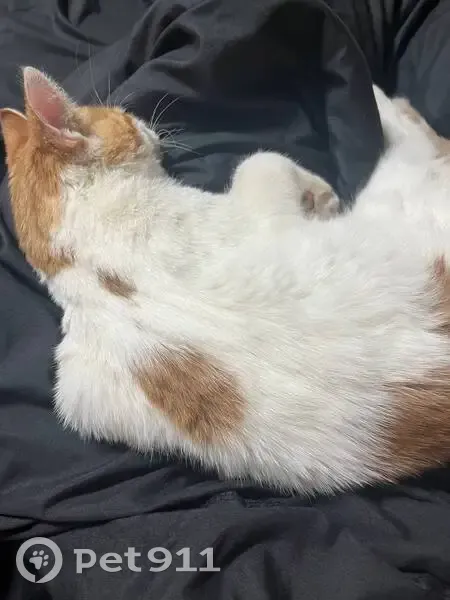 Пропал кот, улица Маршала Голованова, 17, Москва - ласковый, бело-рыжий окрас - photo