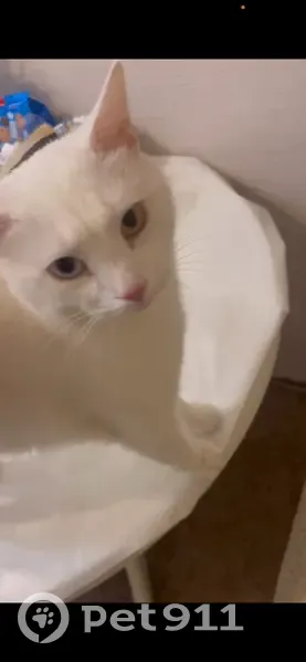 Пропал кот, улица Серова, 470/3, Ставрополь - белый с разноцветными глазами - photo